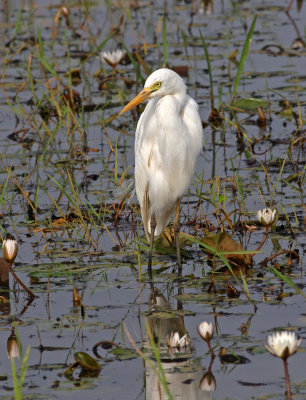 Egretta intermedia, Intermediate Egret
