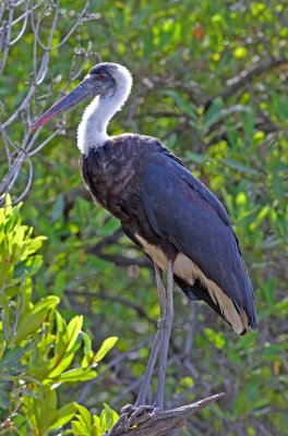 Ciconia episcopus, Woolly-necked Stork