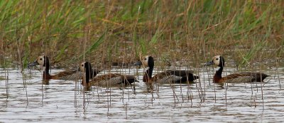 Dendrocygna viduata, White-faced Whistling Duck