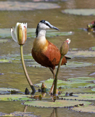 Actophilornis africanus, African Jacana