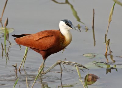 Actophilornis africanus, African Jacana