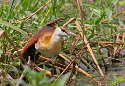 Actophilornis africanus, African Jacana, immature