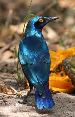 Lamprotornis chloropterus, Lesser Blue-eared Glossy-starling