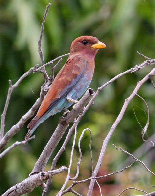 Broad-billed Roller, Eurystomus glaucurus