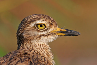 Senegal Thick-knee, Burhinus senegalensis