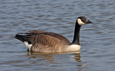 Branta canadensis, Canada Goose