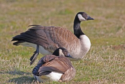 Branta canadensis, Canada Goose