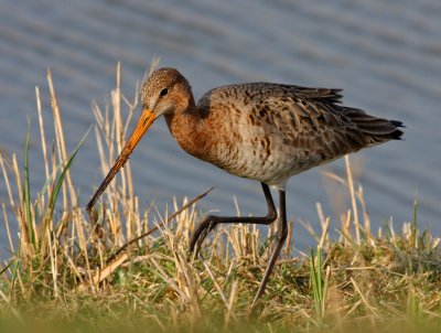 Limosa limosa, Black-tailed Godwit