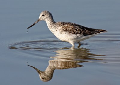 Tringa nebularia, Common Greenshank