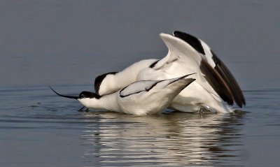 Recurvirostra recurvirostra, Pied Avocet