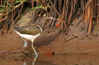 Painted Snipe, Rostratula benghalensis