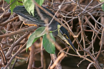 Striated Heron, Butorides striata