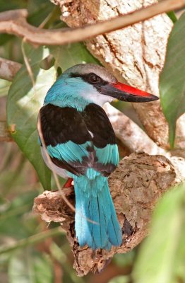 Blue-breasted Kingfisher, Halcyon malimbica