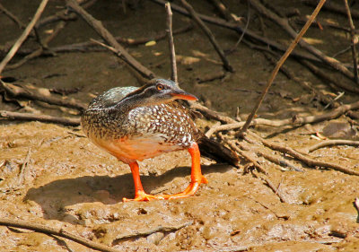 African Finfoot, Podica senegalensis