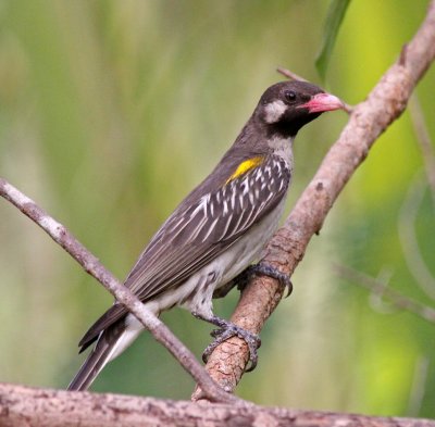 Greater Honeyguide, Indicator indicator