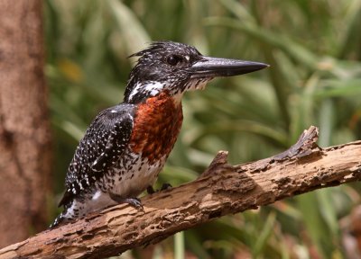 Giant Kingfisher, Megaceryle maxima