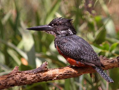 Giant Kingfisher, Megaceryle maxima