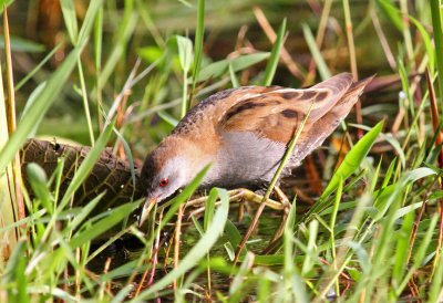 Little Crake, Porzana parva