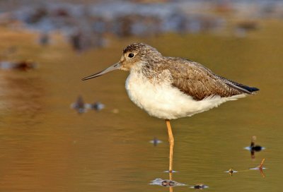 Common Greenshank, Tringa nebularia