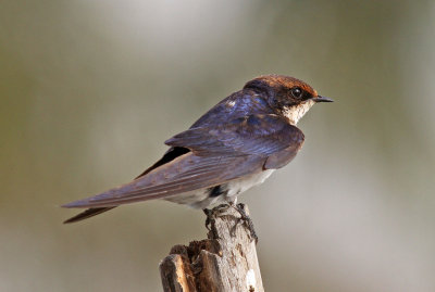 Wire-tailed Swallow, Hirundo smithii