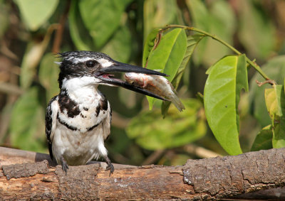 Pied Kingfisher, Ceryle rudis