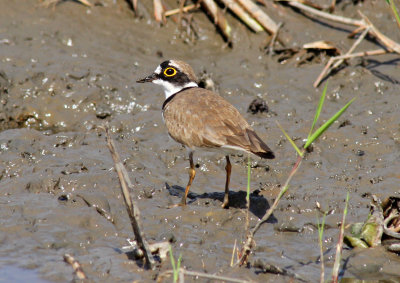 Little Ringed Plover, Charadrius dubius