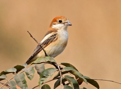 Woodchat Shrike, Lanius senator