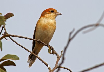 Woodchat Shrike, Lanius senator