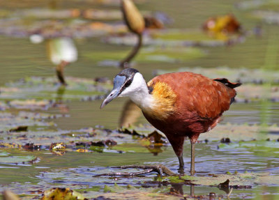 African Jacana, Actophilornis africanus