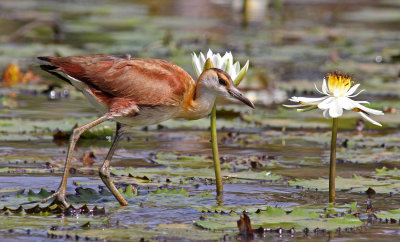 African Jacana, Actophilornis africanus