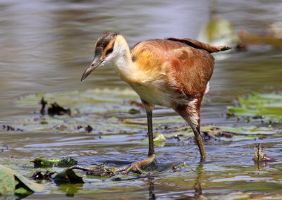 African Jacana, Actophilornis africanus