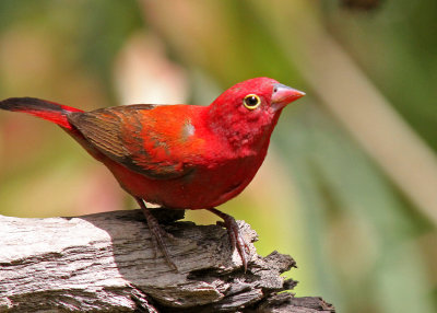 Red-billed Firefinch, Lagonosticta senegala