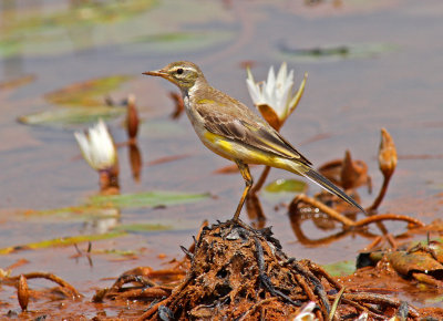 Blue-headed Wagtail, Motacilla flava