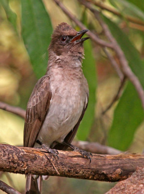 Common Bulbul, Pycnonotus barbatus