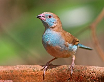 Red-cheeked Cordonbleu, Uraeginthus bengalus