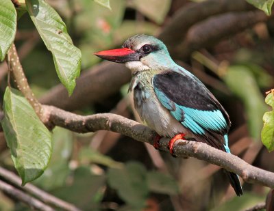 Blue-breasted Kingfisher, Halcyon malimbica