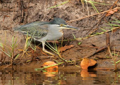 Butorides striata, Striated Heron