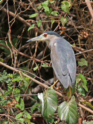 Nycticorax nycticorax, Black-crowned Night Heron