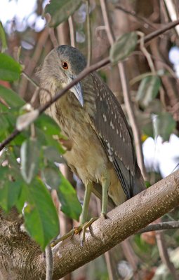 Nycticorax nycticorax, Black-crowned Night Heron