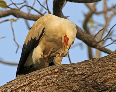 Gypohierax angolensis, Palm-nut Vulture