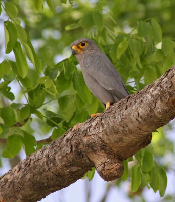 Falco ardosiaceus, Grey Kestrel