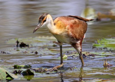 Actophilornis africanus, African Jacana, juvenile