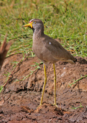 Vanellus senegallus, Wattled Lapwing