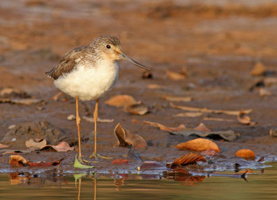 Tringa nebularia, Common Greenshank