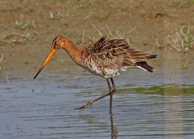 Limosa limosa, Black-tailed Godwit