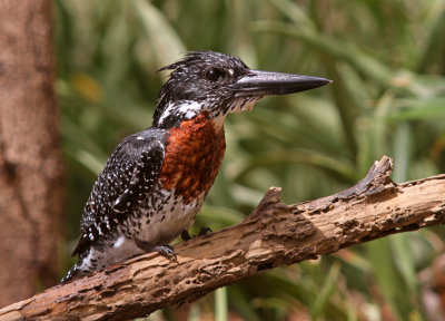 Megaceryle maxima, Giant Kingfisher, male