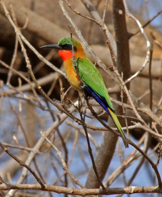 Merops bulocki, Red-throated Bee-eater