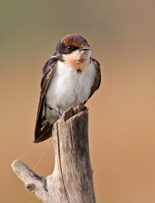 Hirundo smithii, Wire-tailed Swallow, immature