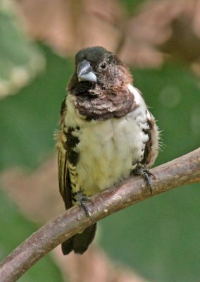 Lonchura cucullata, Bronze Munia