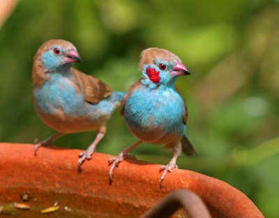 Uraeginthus bengalus, Red-cheeked Cordonbleu